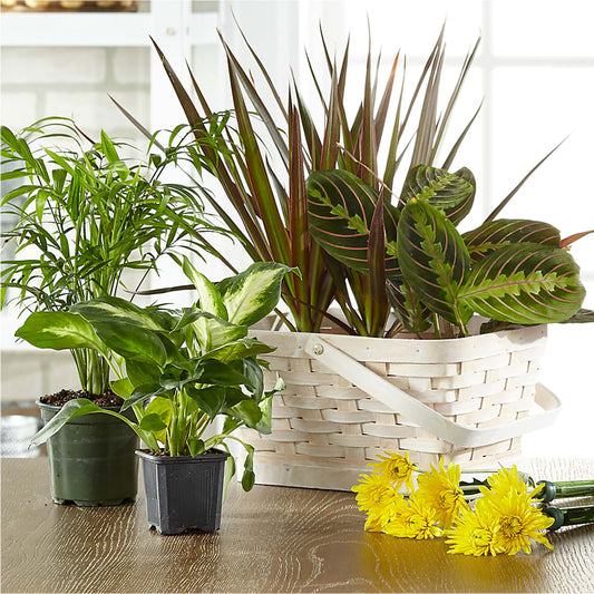 Florist Designed Blooming and Green Plants in a Basket – Bloom Studio Llc, Indianapolis IN