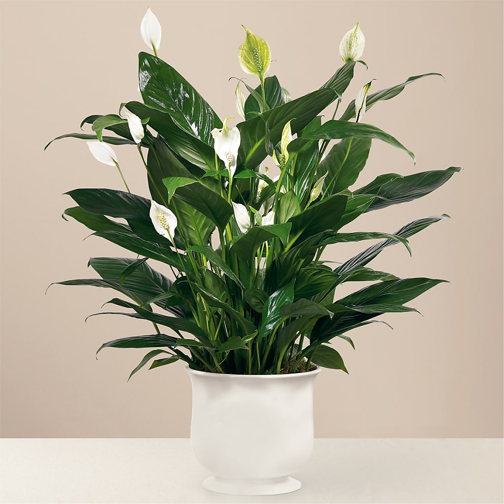 Comfort Planter – Bloom Studio Llc, Indianapolis IN