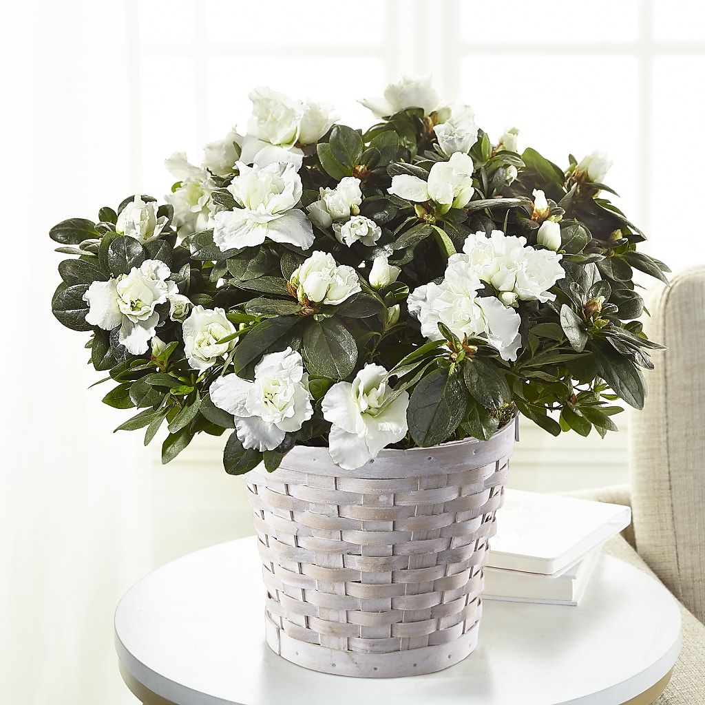 White Azalea Plant – Bloom Studio Llc, Indianapolis IN