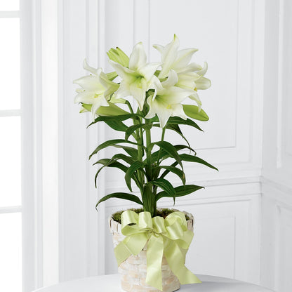 Easter Lily Plant –  Bloom Studio Llc, Indianapolis IN