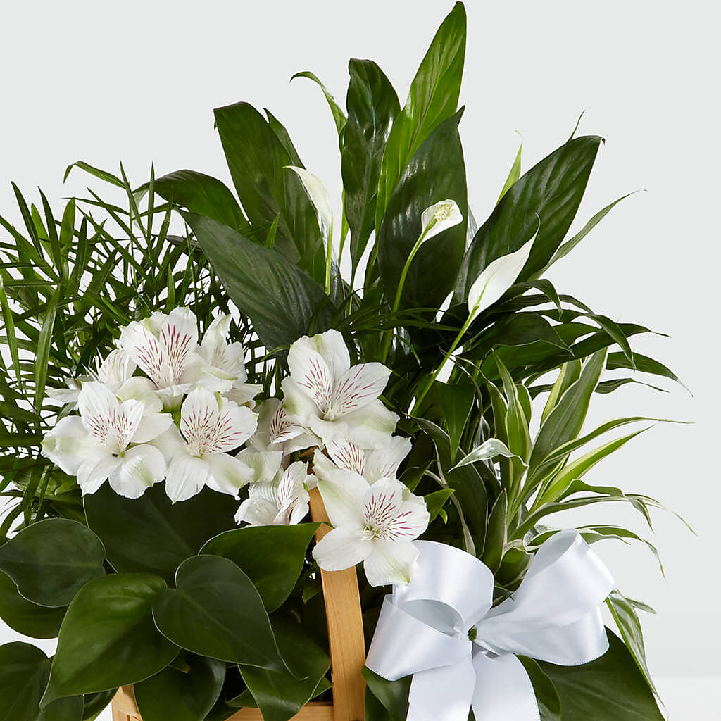Peace & Serenity Dishgarden –  Bloom Studio Llc, Indianapolis IN