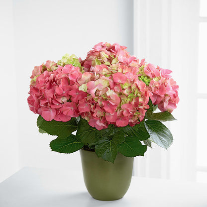 Pink Hydrangea Planter –  Bloom Studio Llc, Indianapolis IN