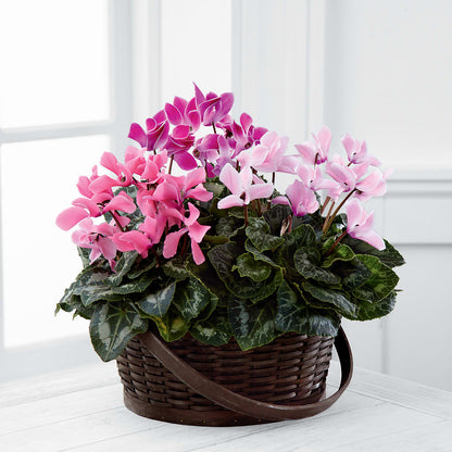 Mixed Cyclamen Planter –  Bloom Studio Llc, Indianapolis IN