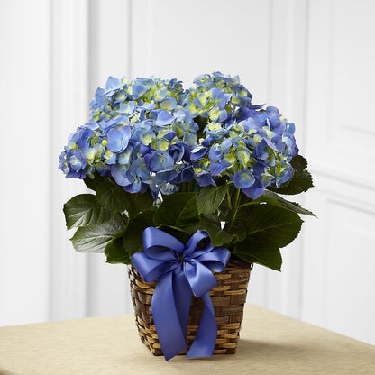 Blue Hydrangea Planter –  Bloom Studio Llc, Indianapolis IN