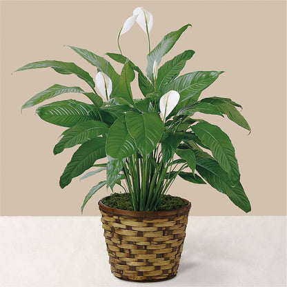 Tranquil Moments Peace Lily Plant –  Bloom Studio Llc, Indianapolis IN