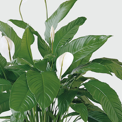 Tranquil Moments Peace Lily Plant –  Bloom Studio Llc, Indianapolis IN
