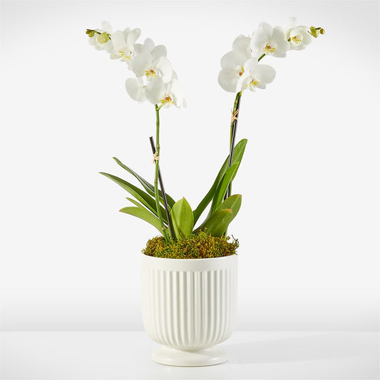 Orchidée Blanche Chuchotante