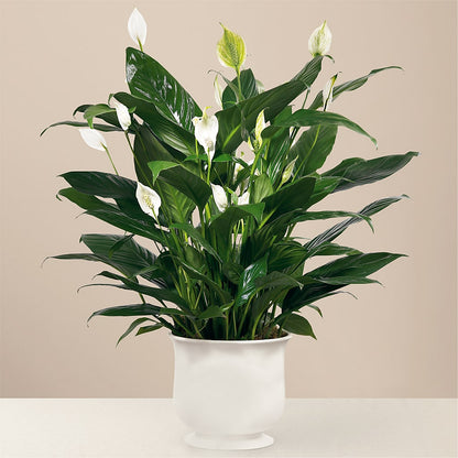 Comfort Planter –  Bloom Studio Llc, Indianapolis IN