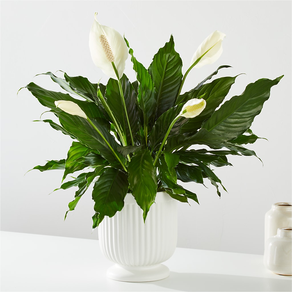 Comfort Planter –  Bloom Studio Llc, Indianapolis IN