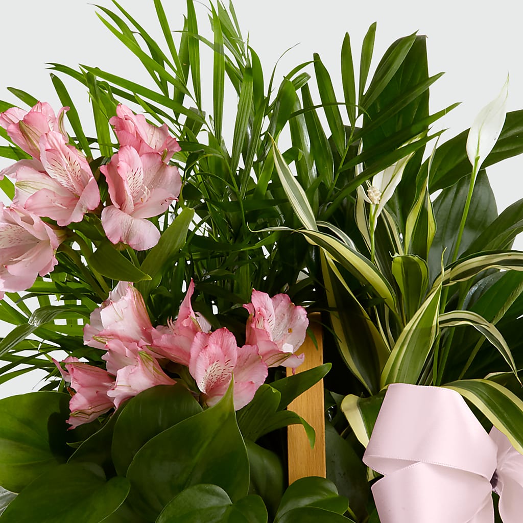 Living Spirit Dishgarden –  Bloom Studio Llc, Indianapolis IN