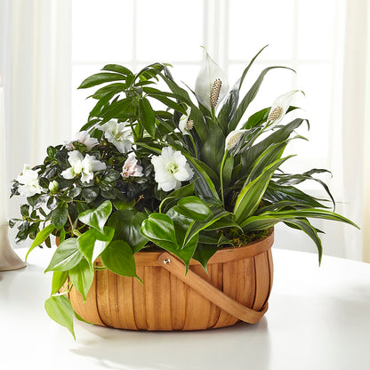Serene Dishgarden –  Bloom Studio Llc, Indianapolis IN