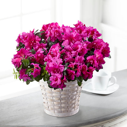 Hope & Serenity Azalea Plant –  Bloom Studio Llc, Indianapolis IN