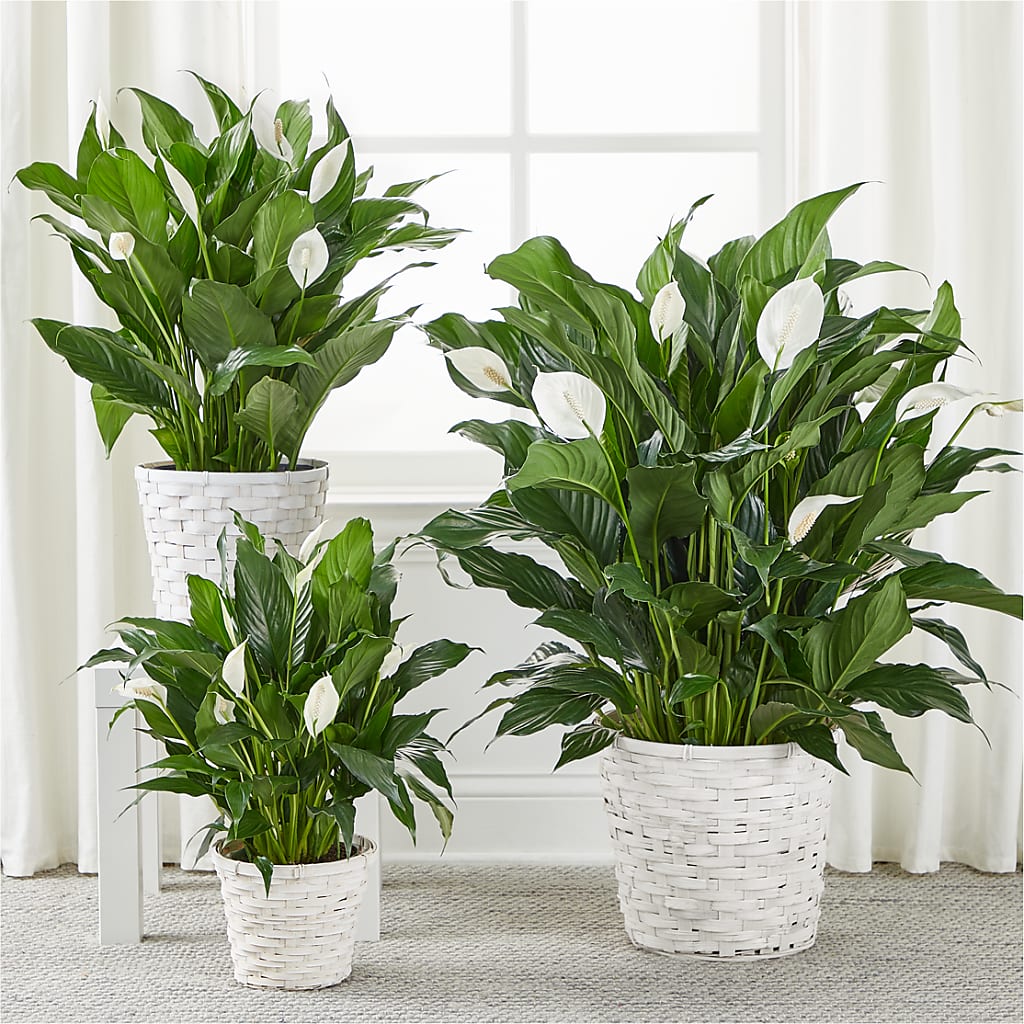 A New Leaf Peace Lily –  Bloom Studio Llc, Indianapolis IN