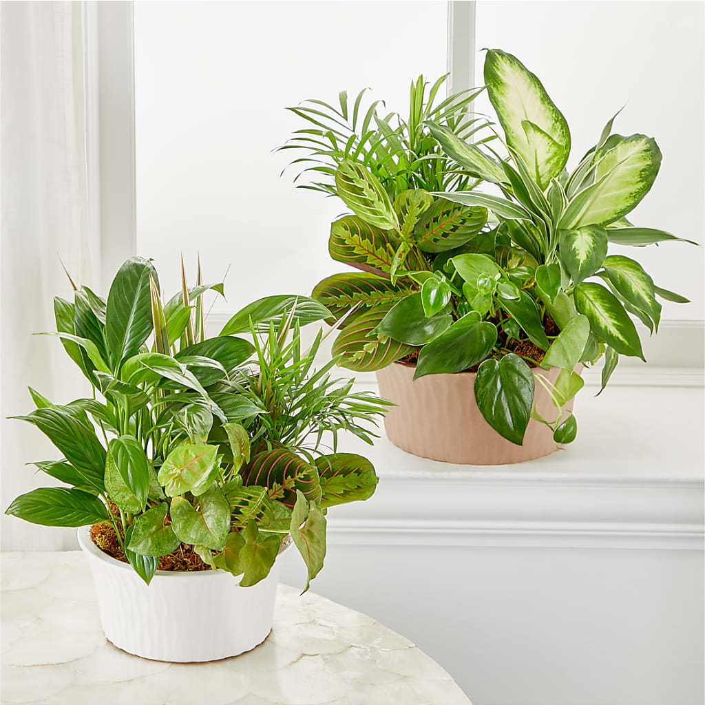 Balance & Harmony Dishgarden –  Bloom Studio Llc, Indianapolis IN