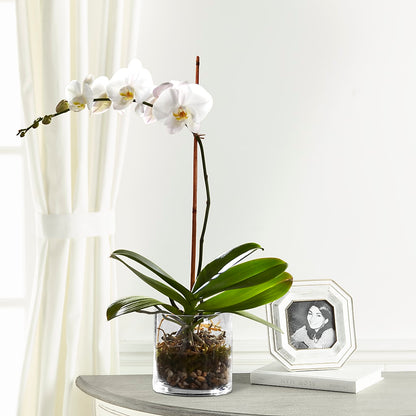 White Orchid Planter –  Bloom Studio Llc, Indianapolis IN