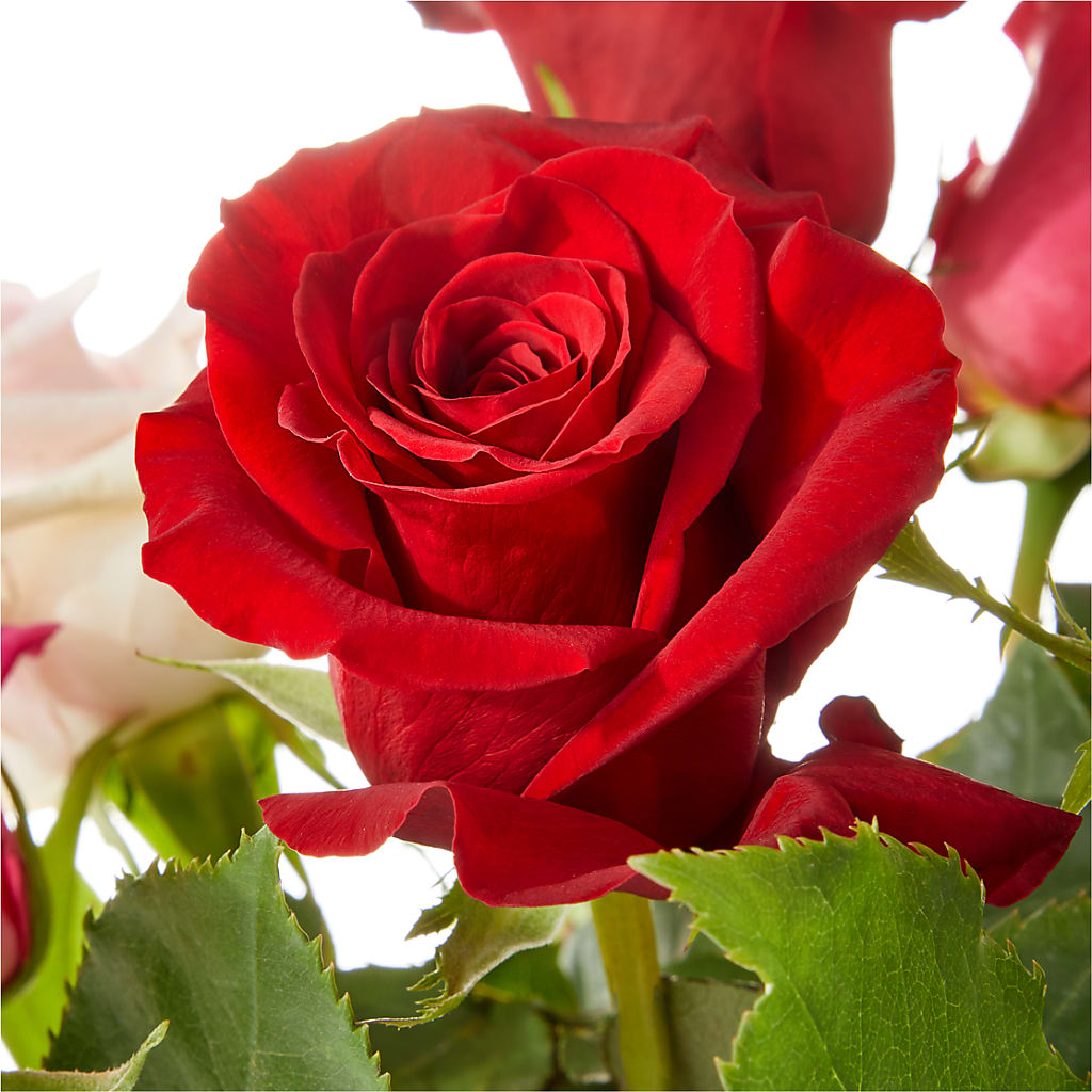 Love Notes Rose Bouquet –  Bloom Studio Llc, Indianapolis IN